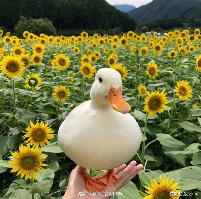 资金狂飙！{连}续41个月净流入后，etf正改写华尔街的游戏规则