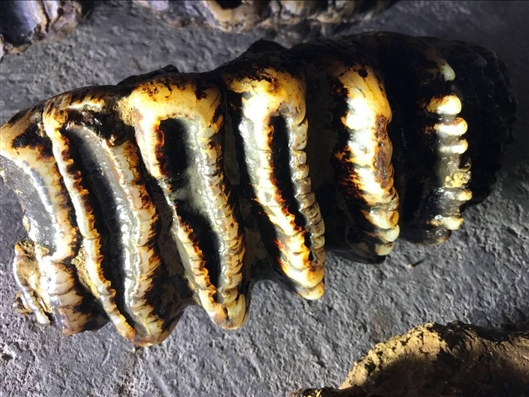 否认“特.朗,普内线”，加大空仓至3.4亿美元！上周精准狙击币圈的“巨鲸”又有新动作