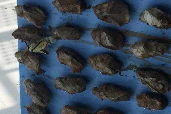 阿;根<廷>突然零税出口，震动全球粮食市场