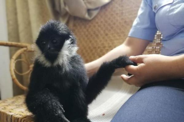 中期选举前‘ ’特朗普.将目标锁定制药、人工智能、能源及采矿领域交易