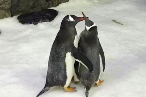 大明电子今,日在?上交所上市