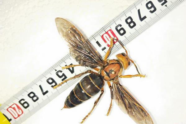 视‘频’|“百姓学<金>融 做个明白人”金融教育宣传市集活动