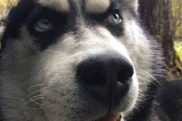 券商行:业—唯一博士cfo：太平洋证券财务总监许弟伟159万年薪守第九，34万降幅下，学历巅峰难掩薪酬落差？