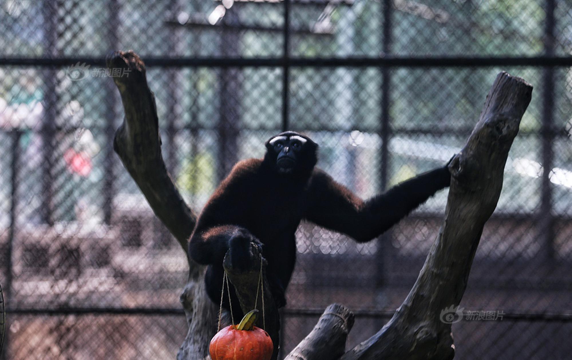 千味央厨：公司目?前?暂无产品供应西贝